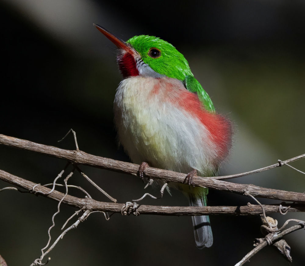Broad-billed Tody, Todus subulatus ©.Photo by David Ascanio